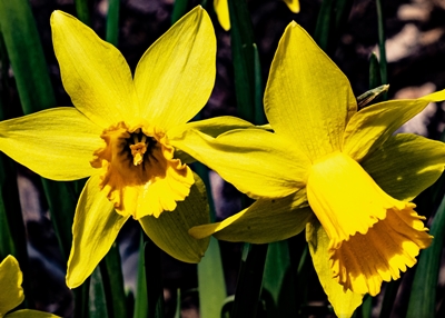 20210308_narzissen_DSC07733_400er1