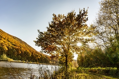 20211029_Saar_hamm_herbst_sonne_EL3