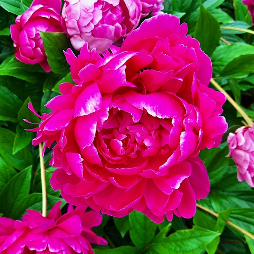 pfingstrose001_500x500